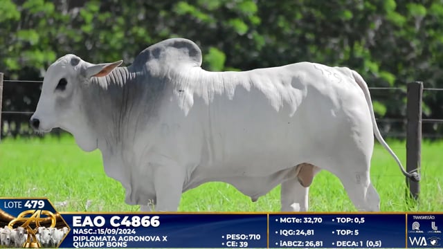 Lote 479