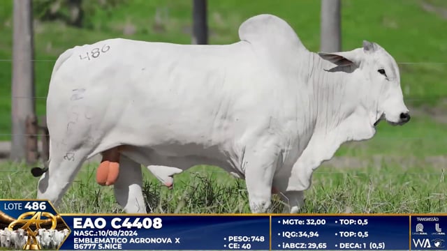 Lote 486