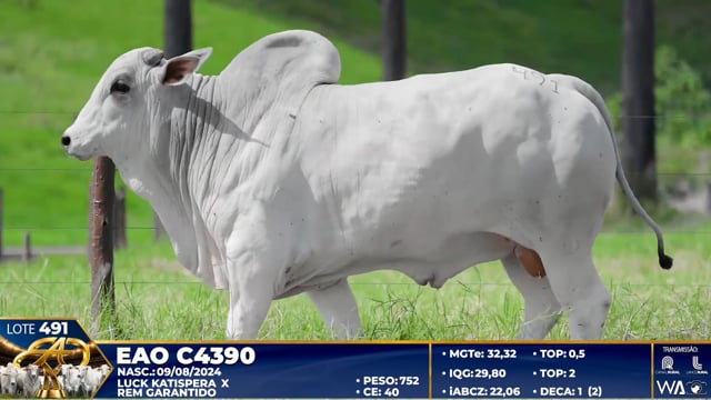 Lote 491