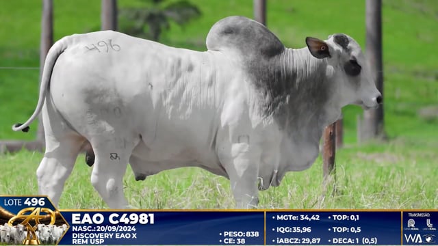 Lote 496