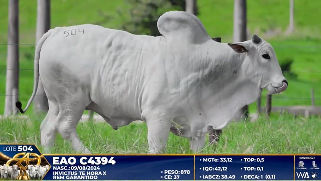 Lote 504