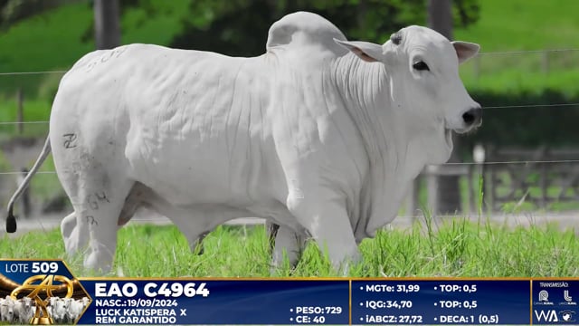 Lote 509