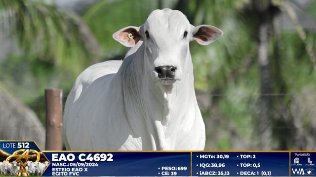 Lote 512