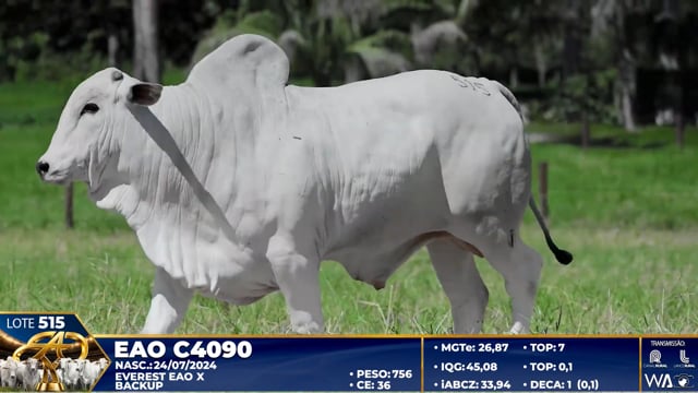 Lote 515
