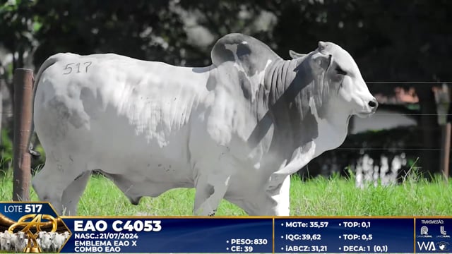 Lote 517