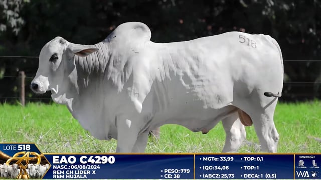Lote 518