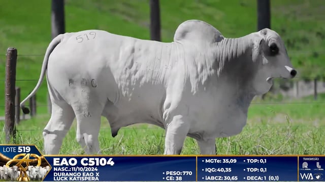 Lote 519