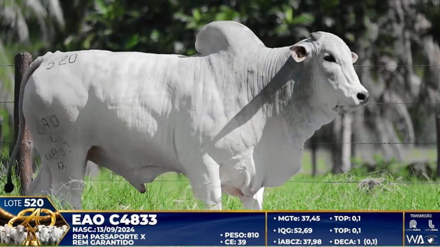 Lote 520