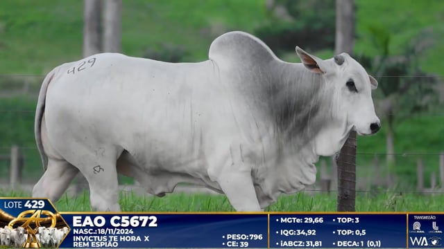 Lote 429