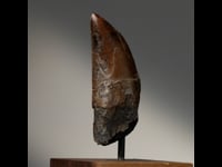 Astro West - Genuine T Rex Tooth on Custom Display Stand AWTRX48 Video