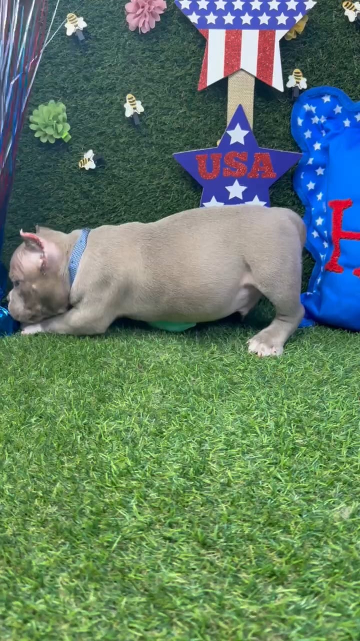 Male American Bully puppy named Draco for sale at Puppy Dreams - Carrollton. video thumbnail