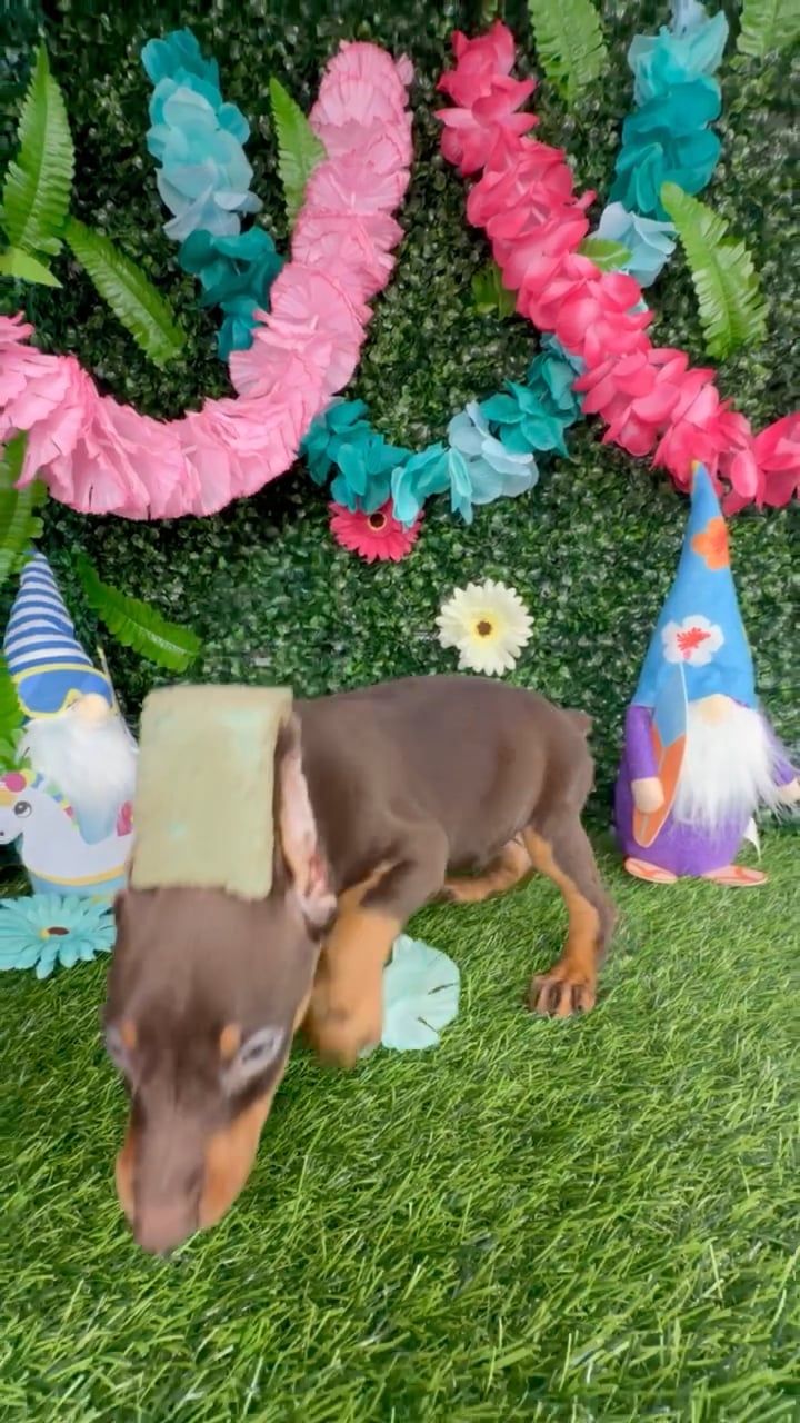 Male Doberman Pinscher puppy named Hamilton for sale at Puppy Dreams - Denton. video thumbnail