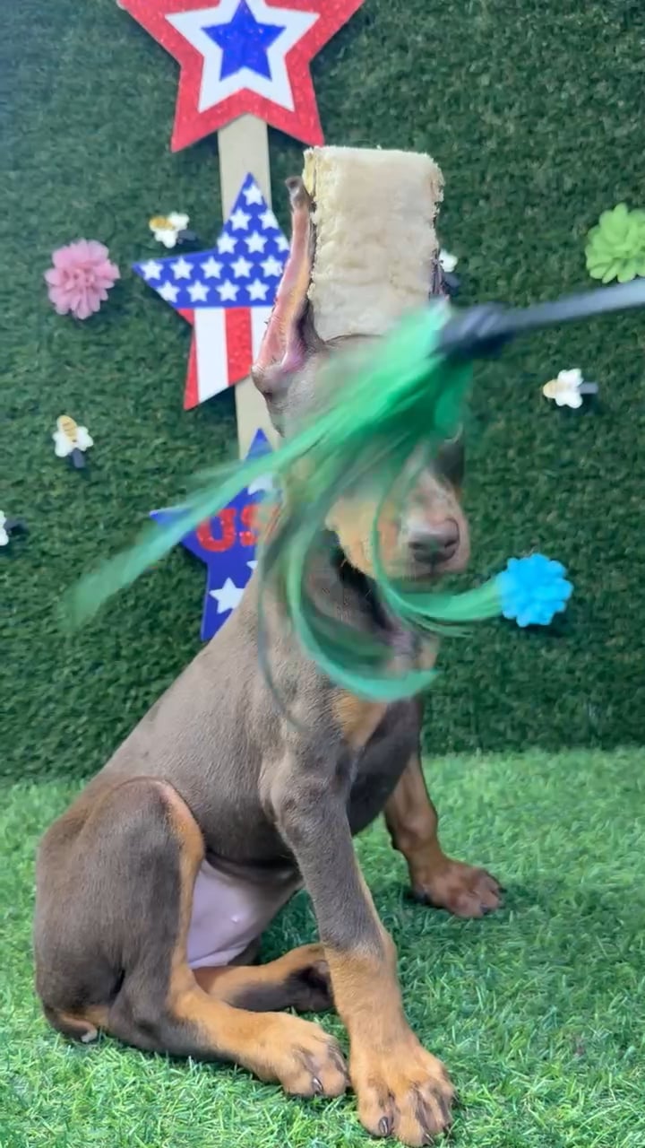 Female Doberman Pinscher puppy named Zara for sale at Puppy Dreams - Carrollton. video thumbnail
