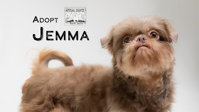 Enlarge Jemma, an adopted Shih Tzu in Fort Montgomery, NY video 6/6