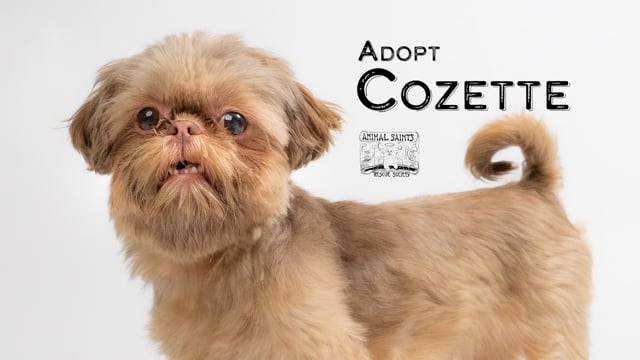 Enlarge Cozette, an adopted Shih Tzu in Fort Montgomery, NY video 6/6
