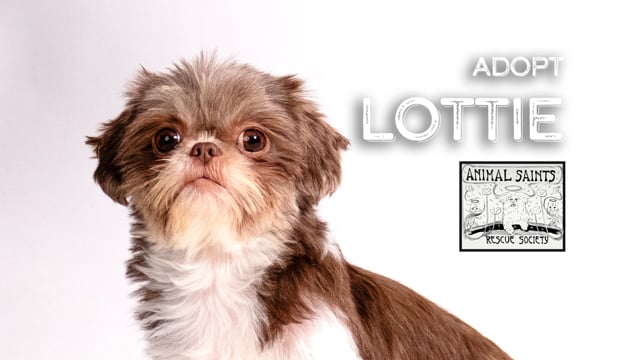 Enlarge Little Lottie, a ADOPTABLE Shih Tzu in Fort Montgomery, NY video 6/6