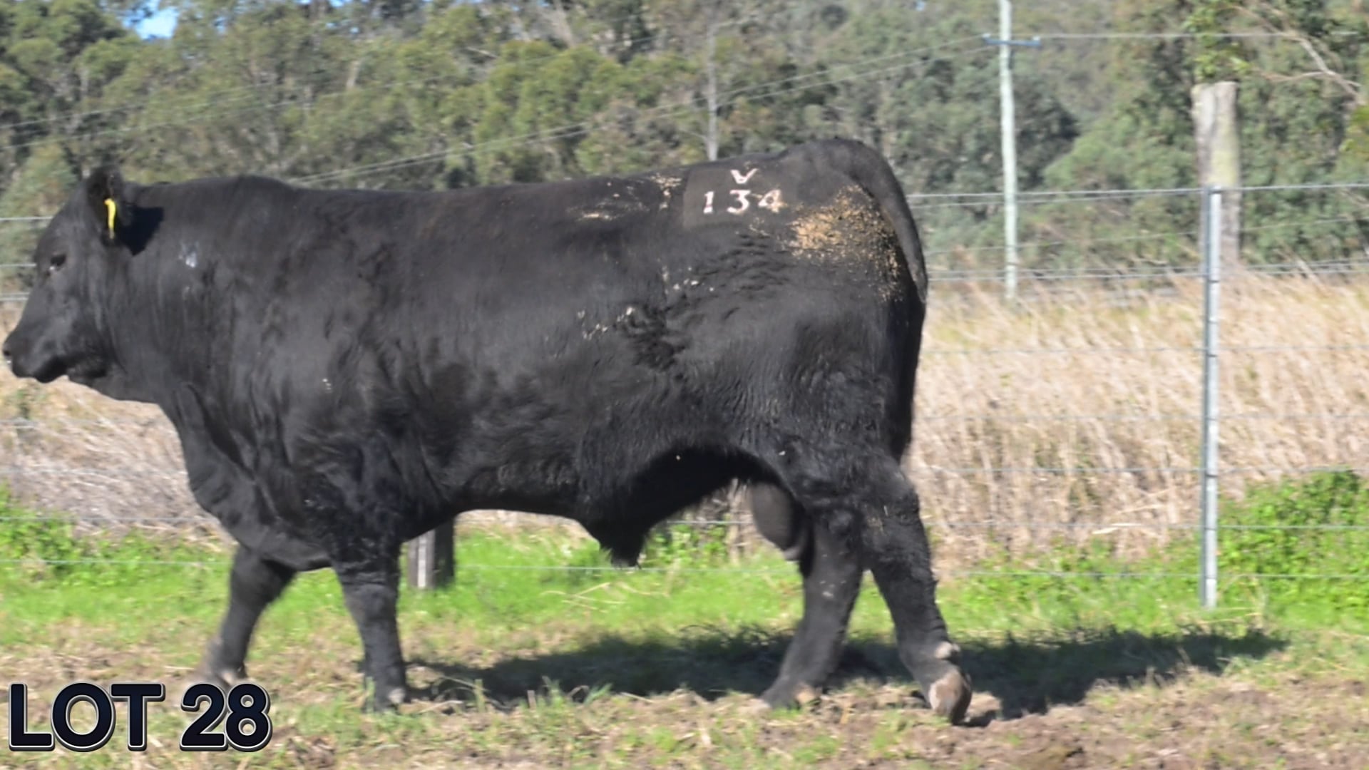 Sugarloaf Stockman V134 (Sugarloaf Angus)