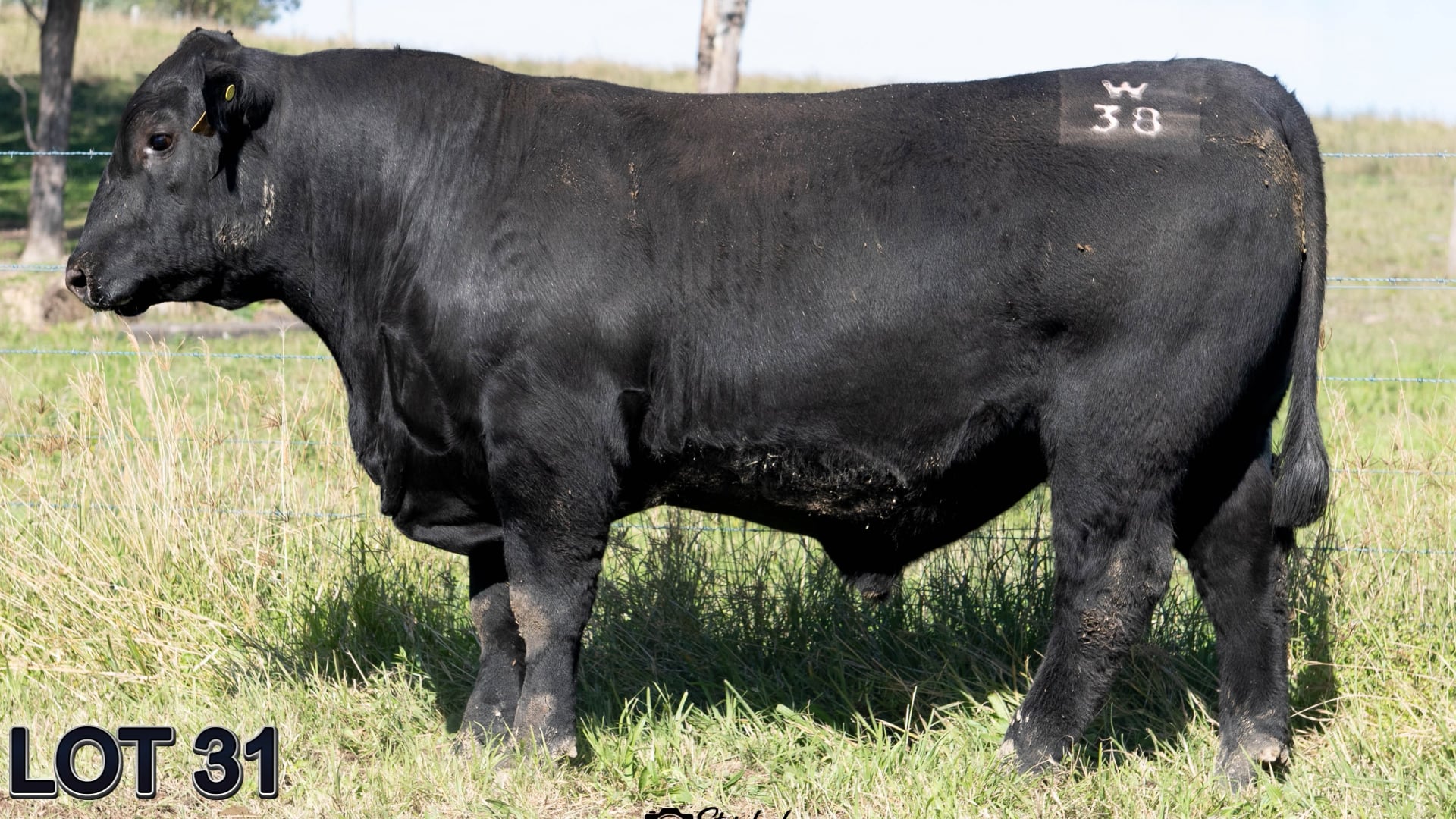 031 · SUGARLOAF COMSTOCK W38 (SUGARLOAF ANGUS)
