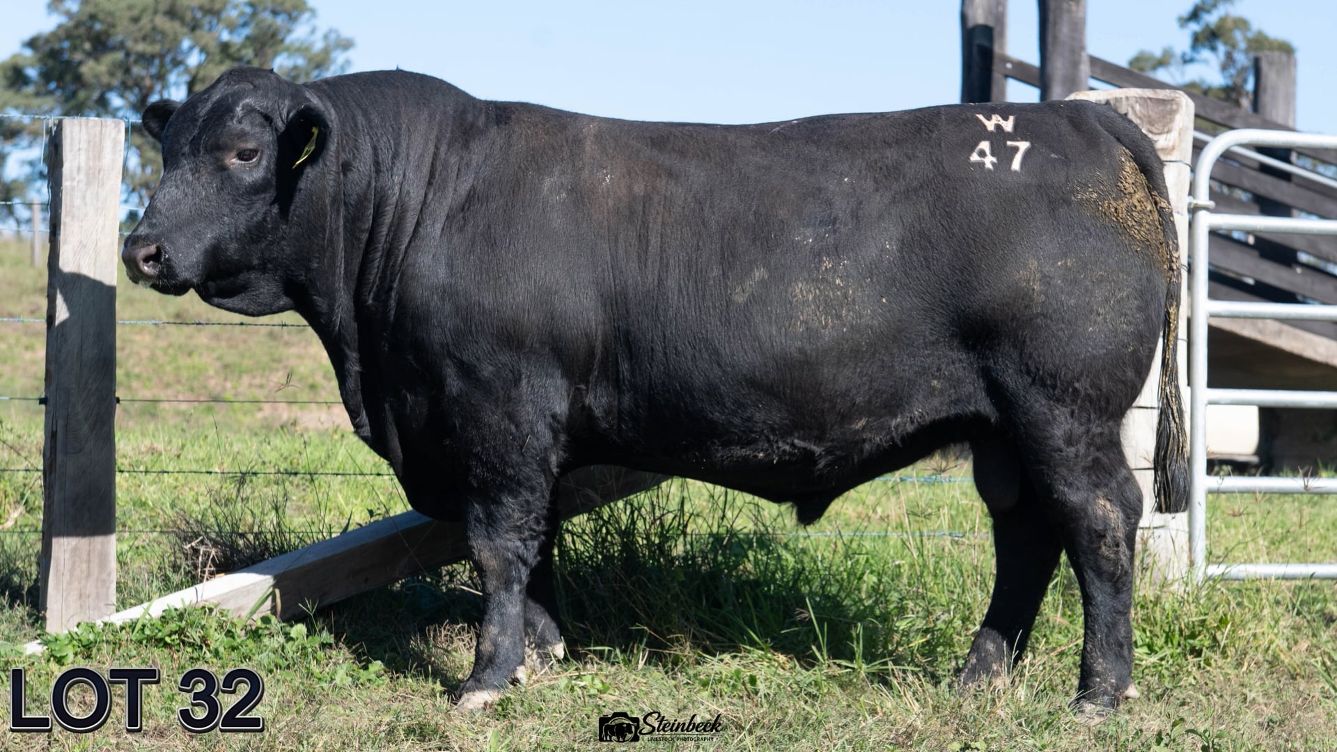 032 · SUGARLOAF BANDOLIER W47 (SUGARLOAF ANGUS)