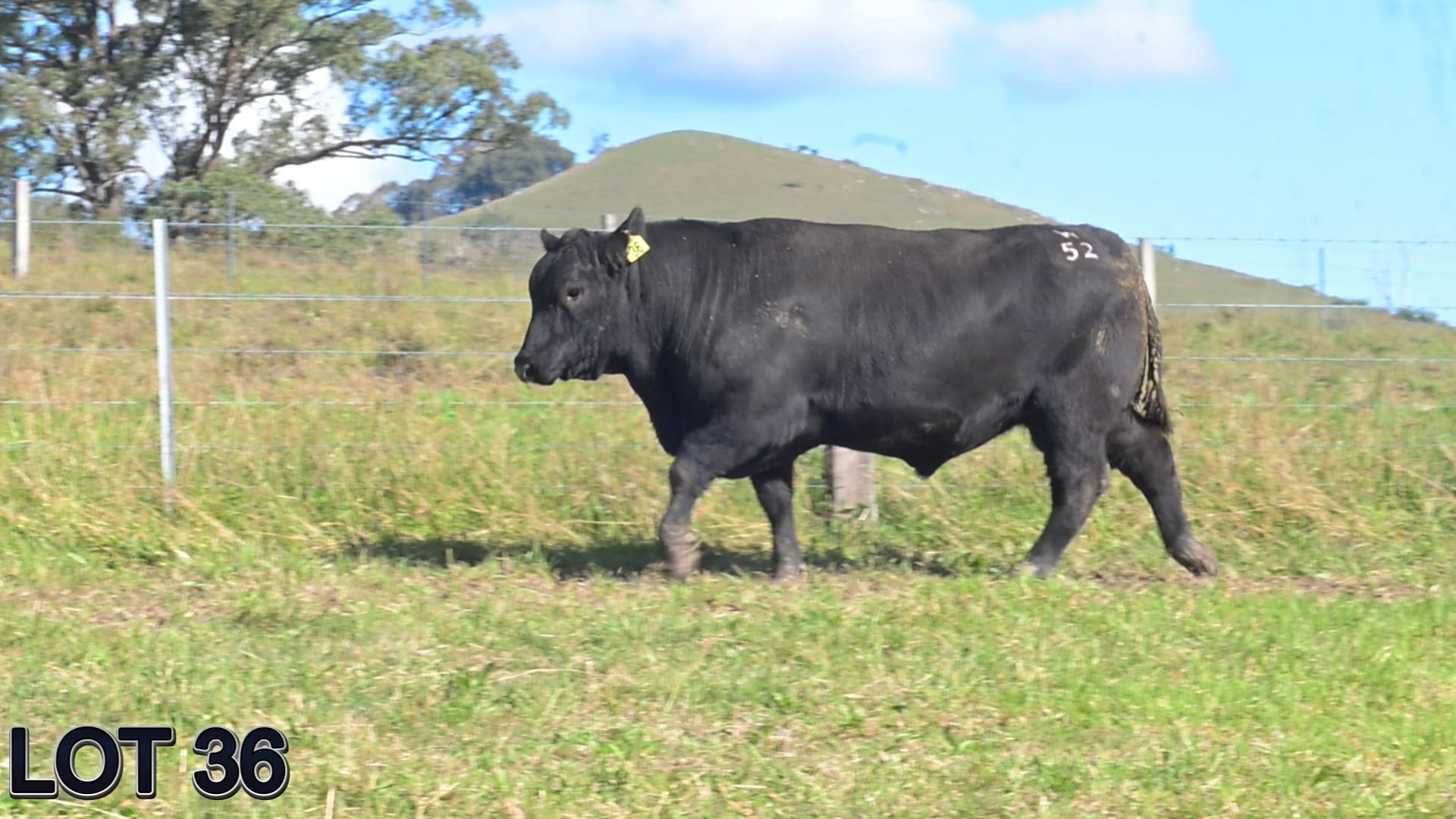 036 · SUGARLOAF TENDERLOIN W52 (SUGARLOAF ANGUS)