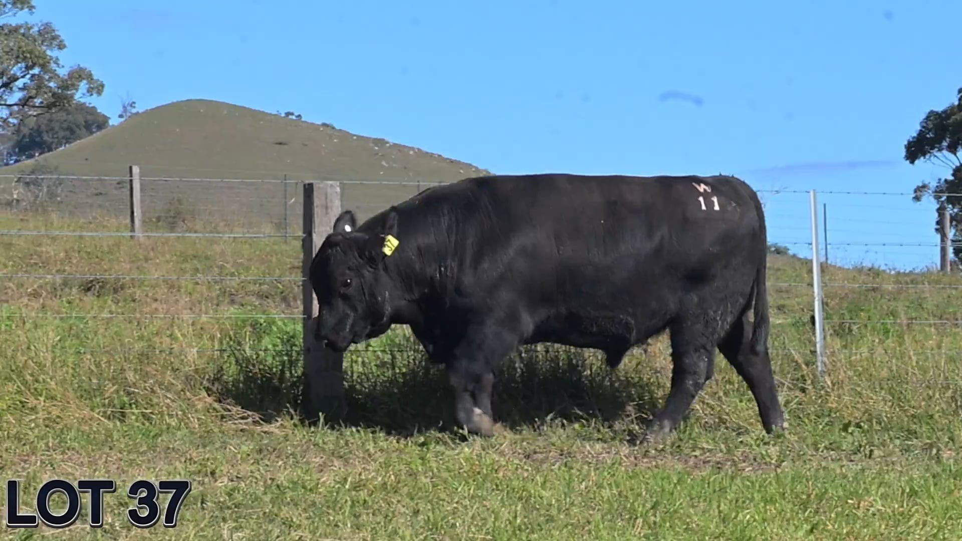 037 · SUGARLOAF TENDERLOIN W11 (SUGARLOAF ANGUS)