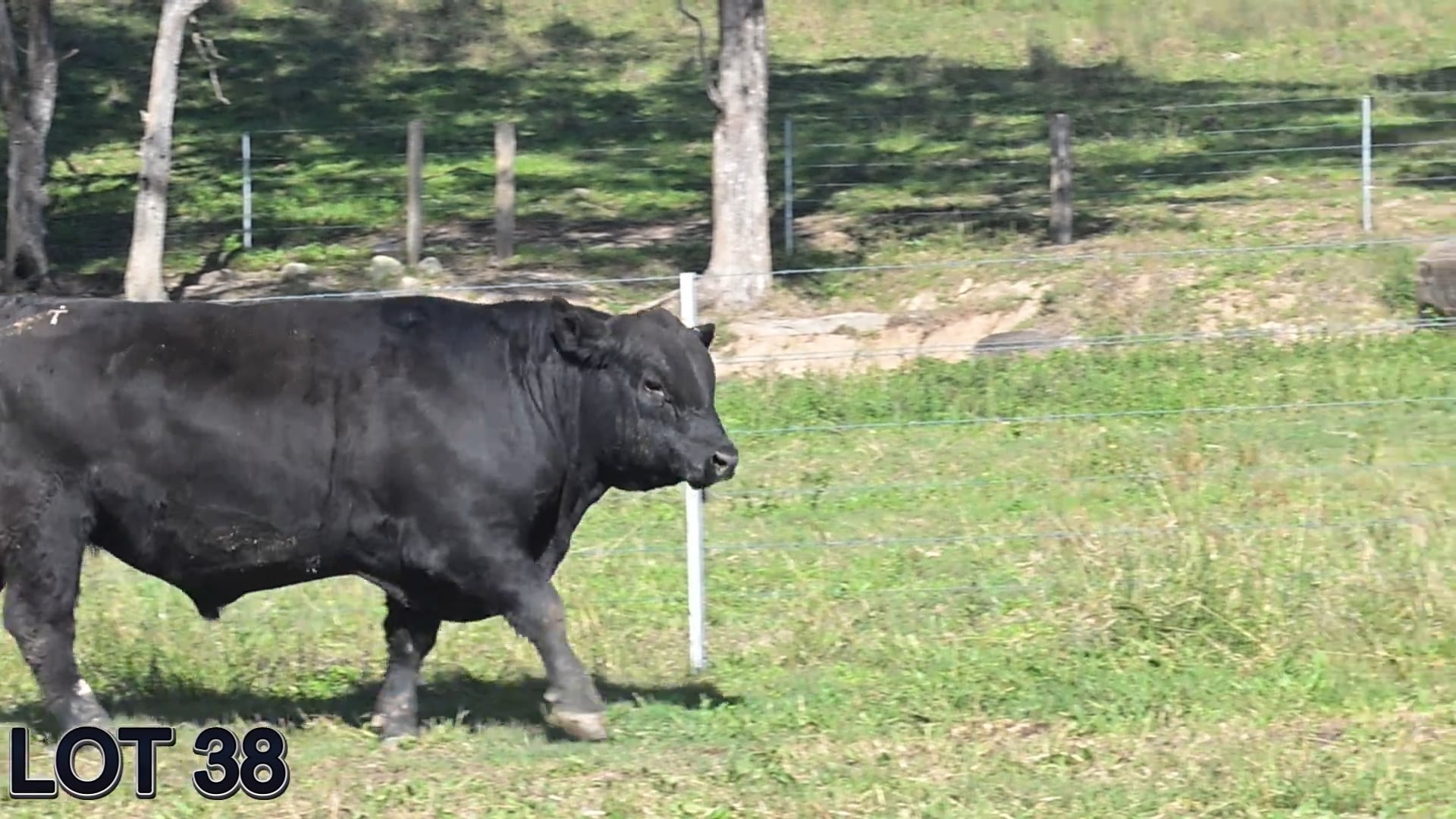 038 · SUGARLOAF TENDERLOIN W51 (SUGARLOAF ANGUS)