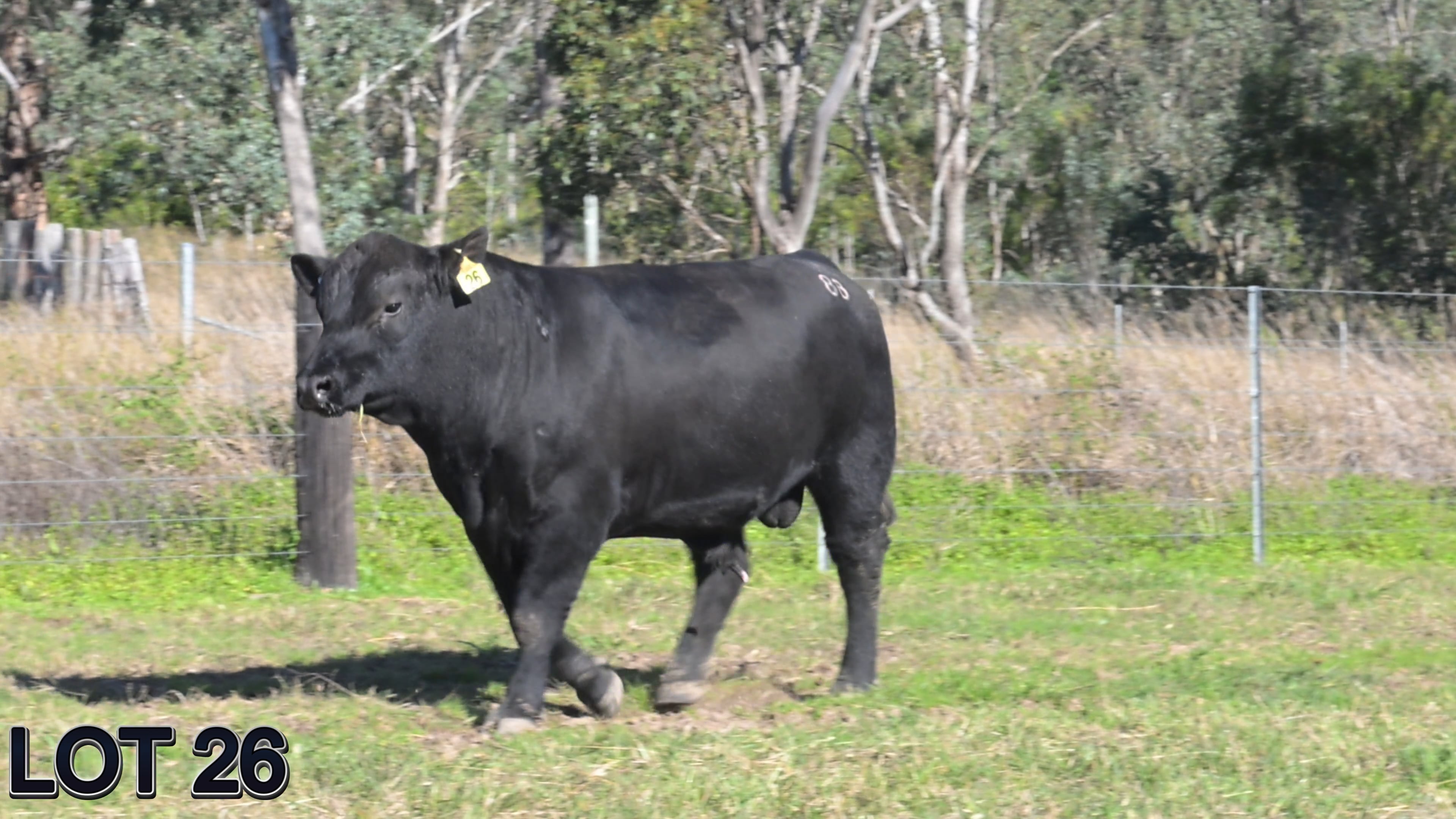 026 · SUGARLOAF HERO V88 (SUGARLOAF ANGUS)