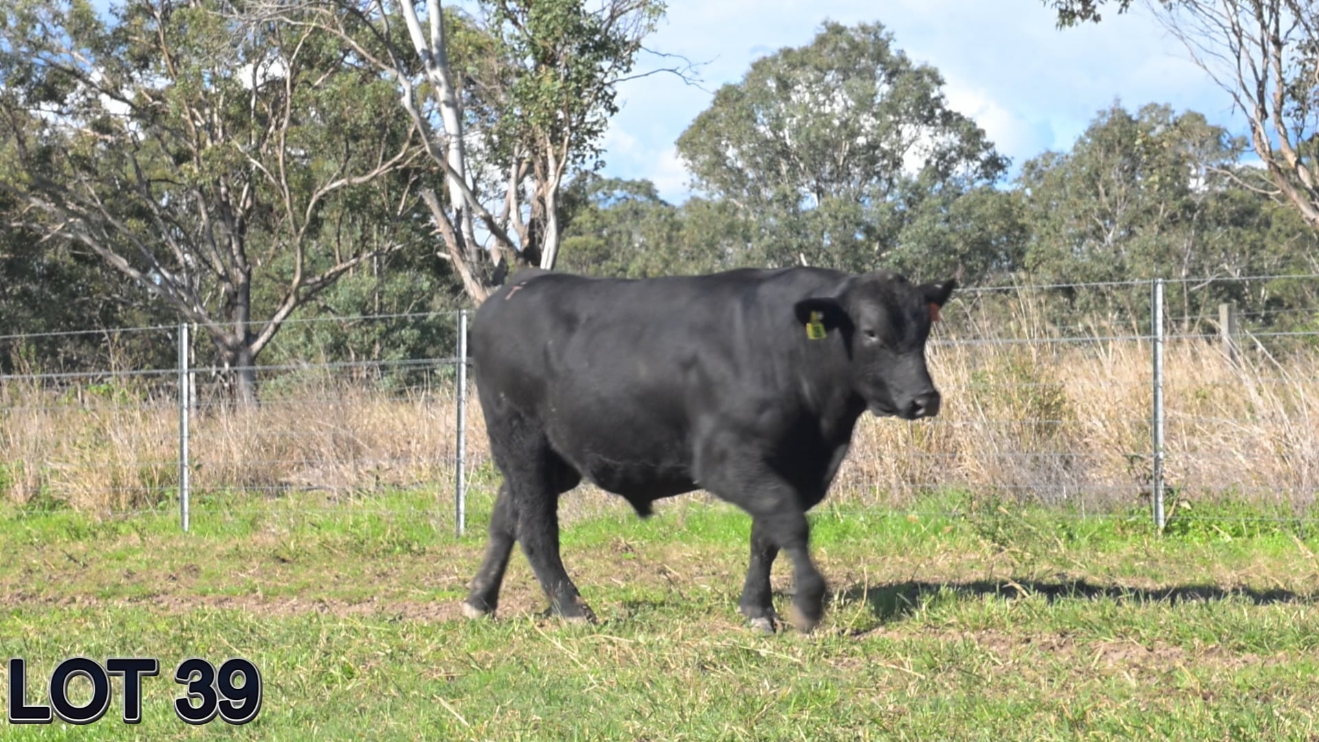 039 · SUGARLOAF VIRGEL V182 (Sugarloaf Simmental)