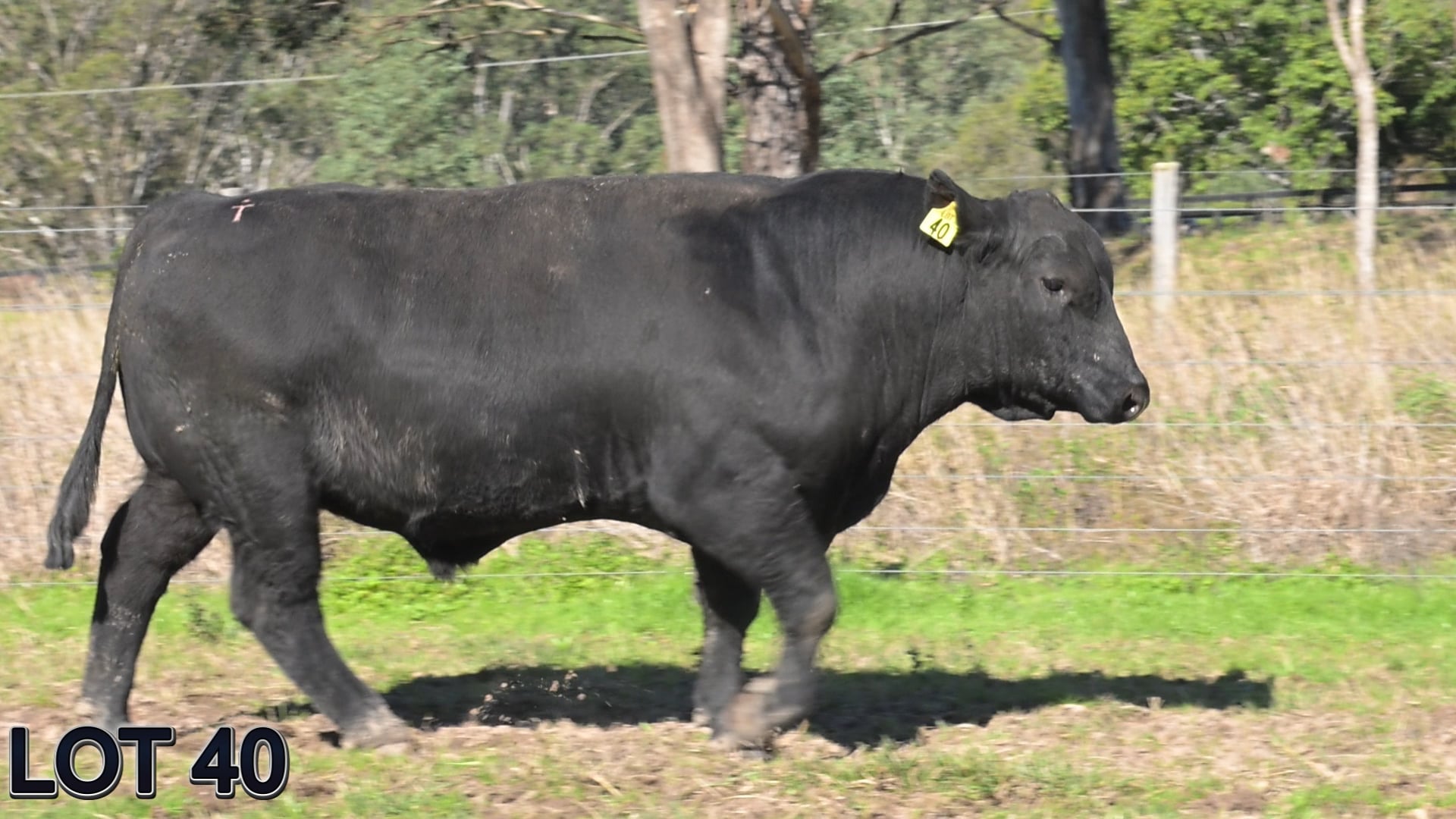 040 · SUGARLOAF VERNIN V175 (Sugarloaf Simmental)