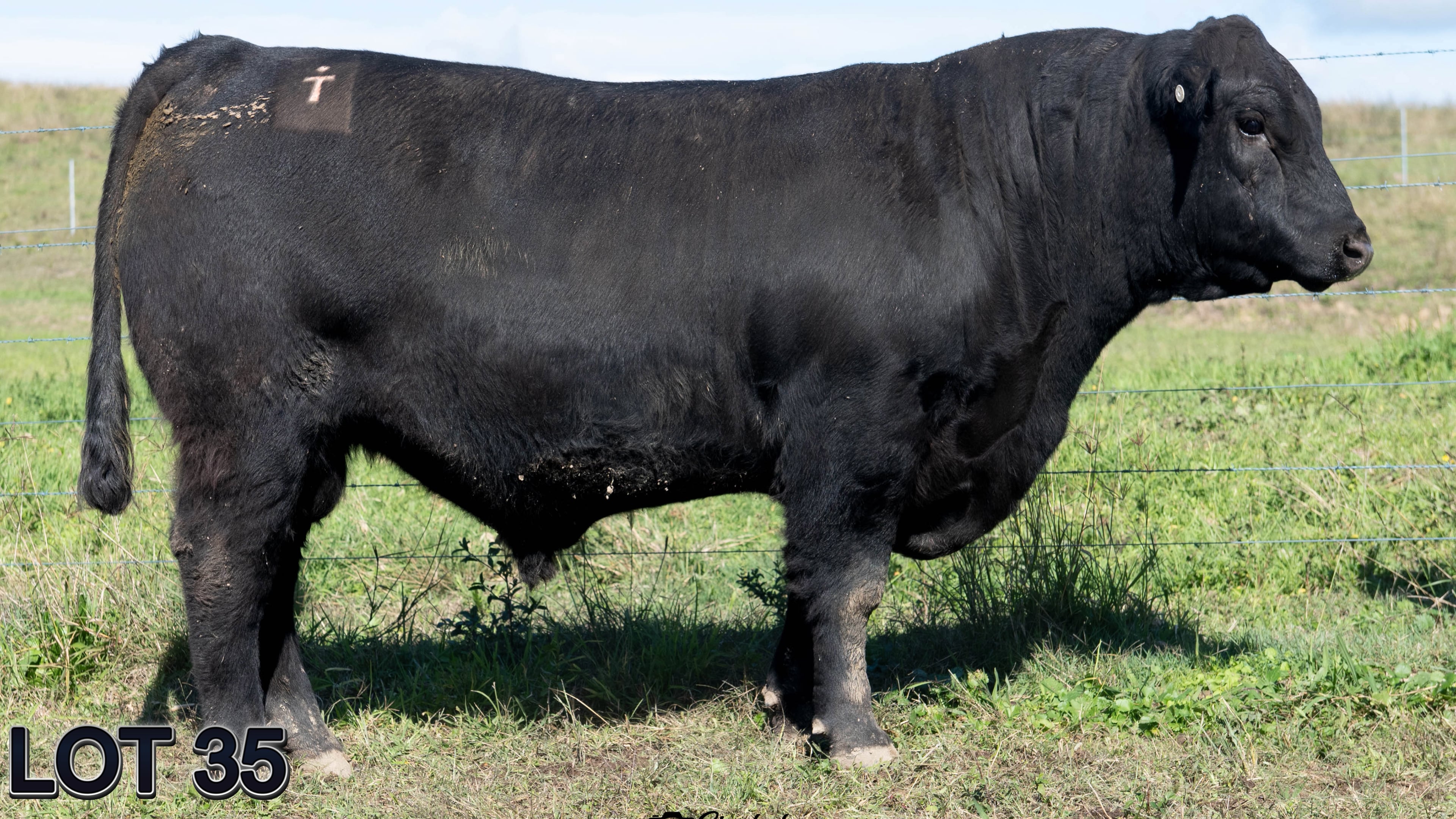 Sugarloaf Tenderloin W35 (Sugarloaf Angus)