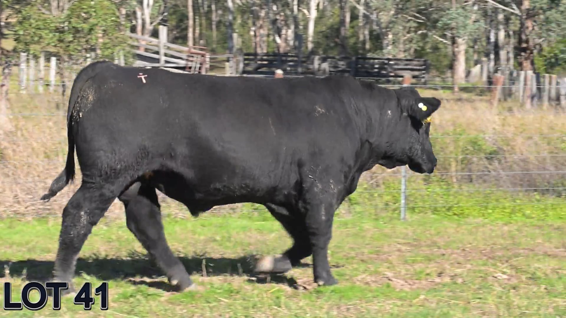 041 · SUGARLOAF VILLIAN V109 (Sugarloaf Simmental)