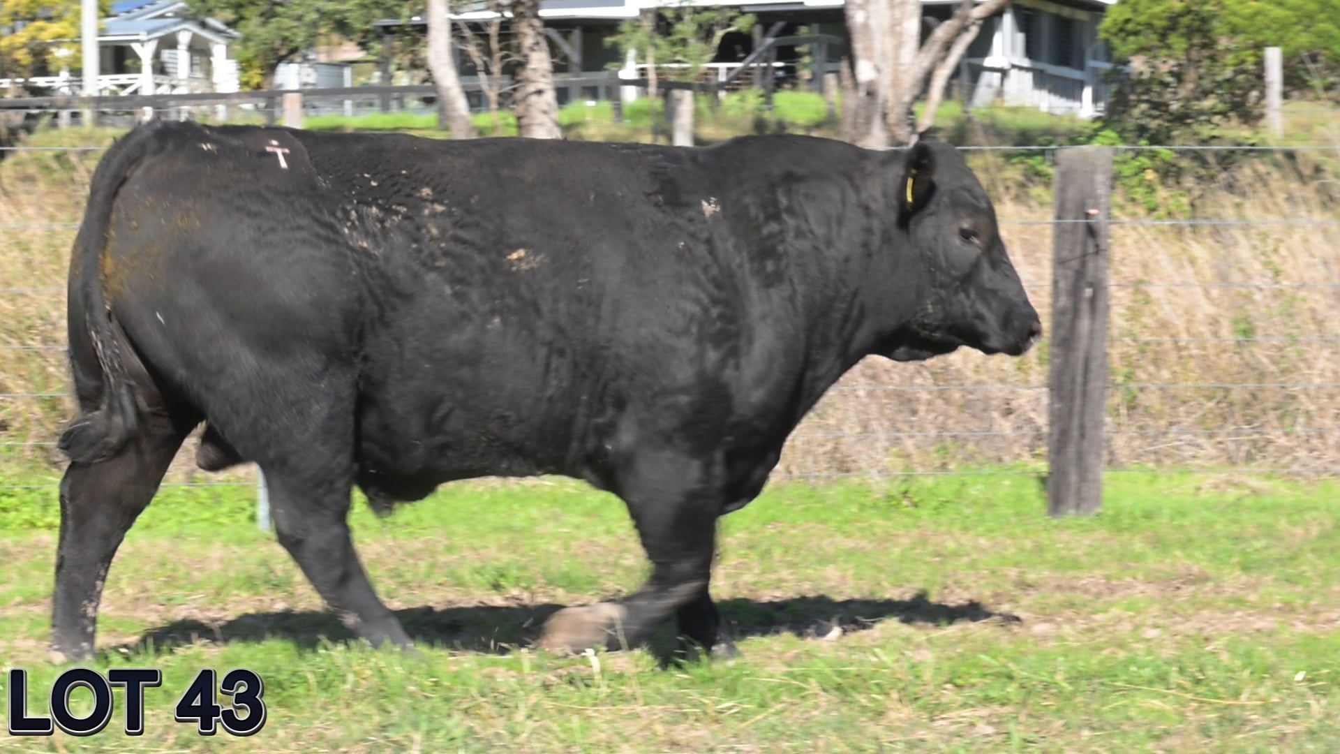 043 · SUGARLOAF VINCENT V177 (Sugarloaf Sim/Angus)