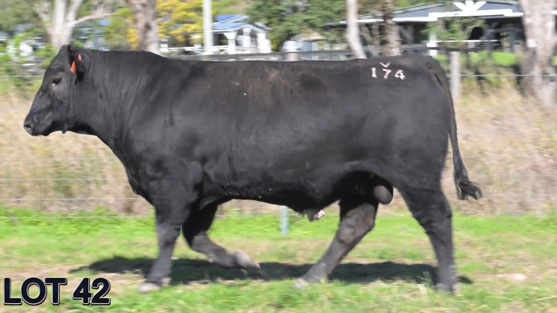 042 · SUGARLOAF VICTOR V174 (Sugarloaf Sim/Angus)