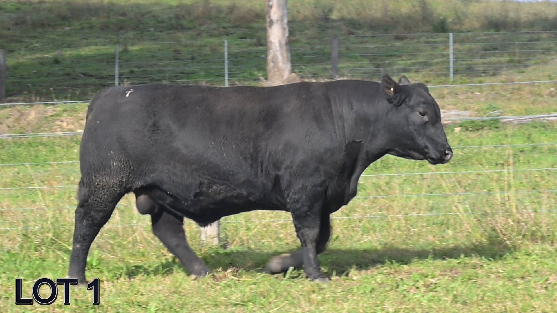 001 · SUGARLOAF GOAL KEEPER V83 (SUGARLOAF ANGUS)