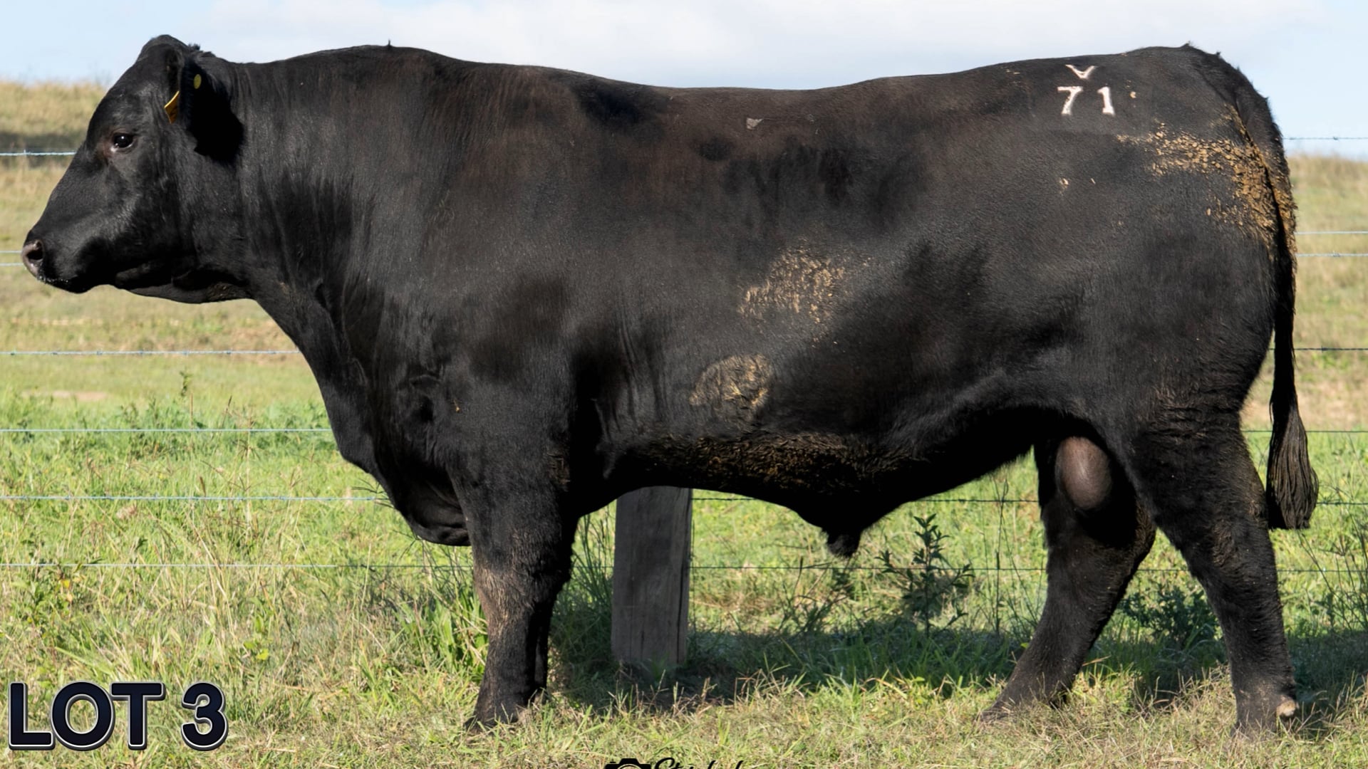 003 · SUGARLOAF EYES ON YOU V71 (SUGARLOAF ANGUS)