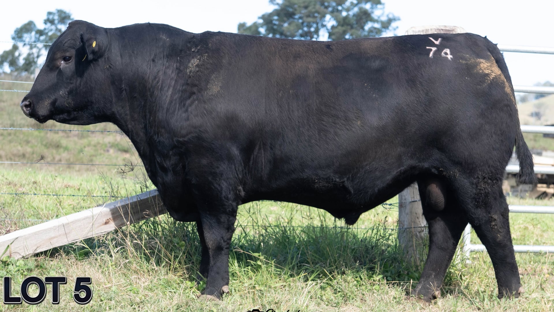 005 · SUGARLOAF ROB ROY V74 (SUGARLOAF ANGUS)