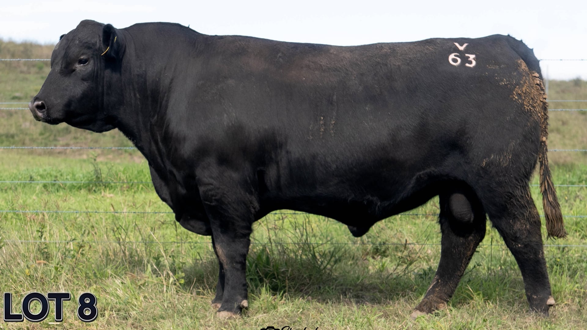 008 · SUGARLOAF EYES ON YOU V63 (SUGARLOAF ANGUS)