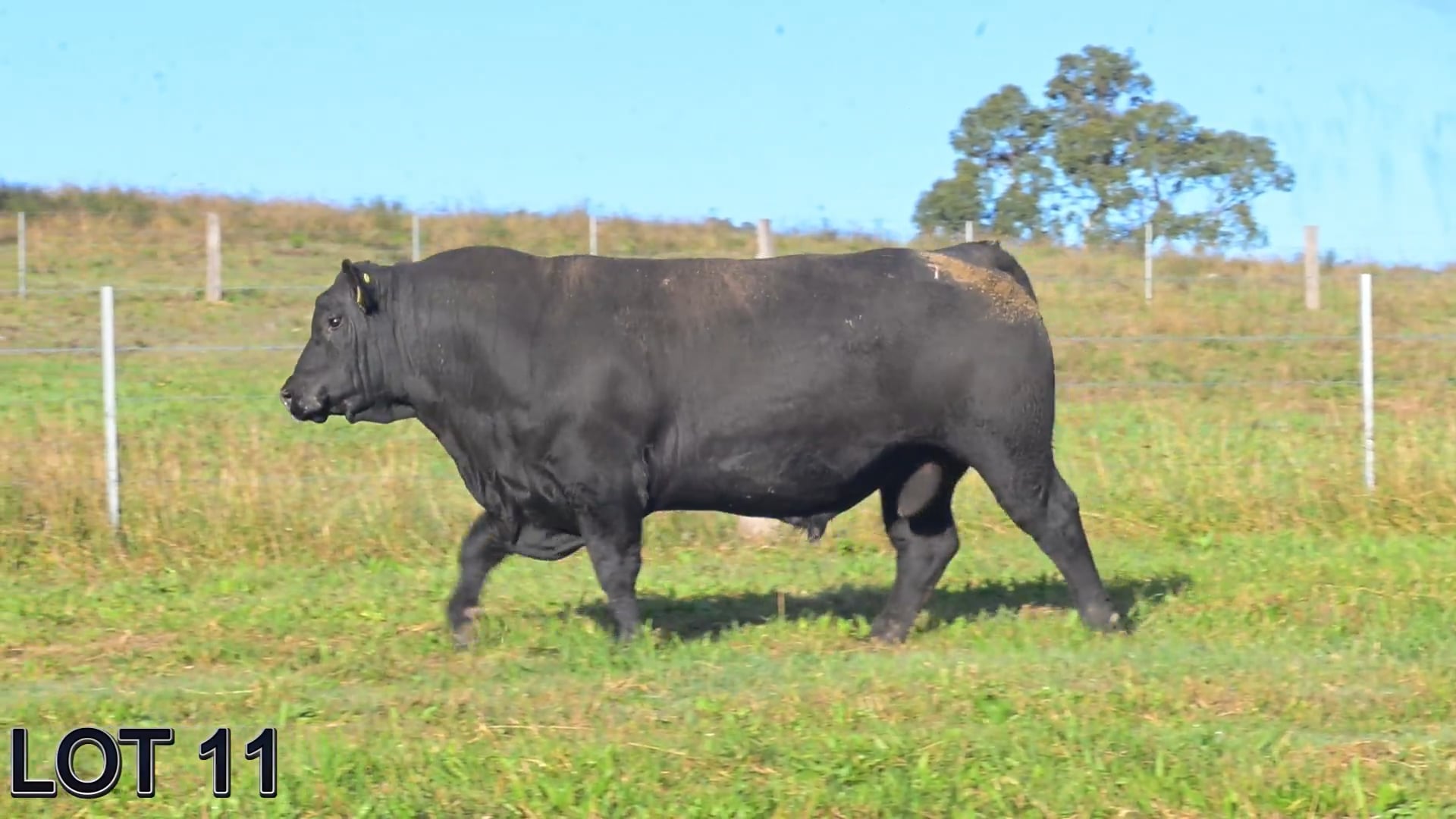 011 · SUGARLOAF STOCKMAN V76 (SUGARLOAF ANGUS)