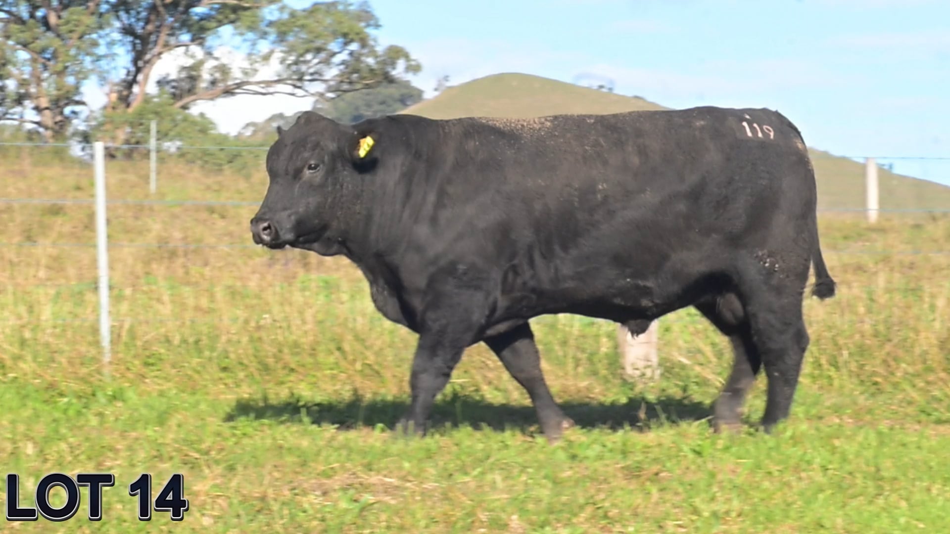 014 · SUGARLOAF STOCKMAN V119 (SUGARLOAF ANGUS)