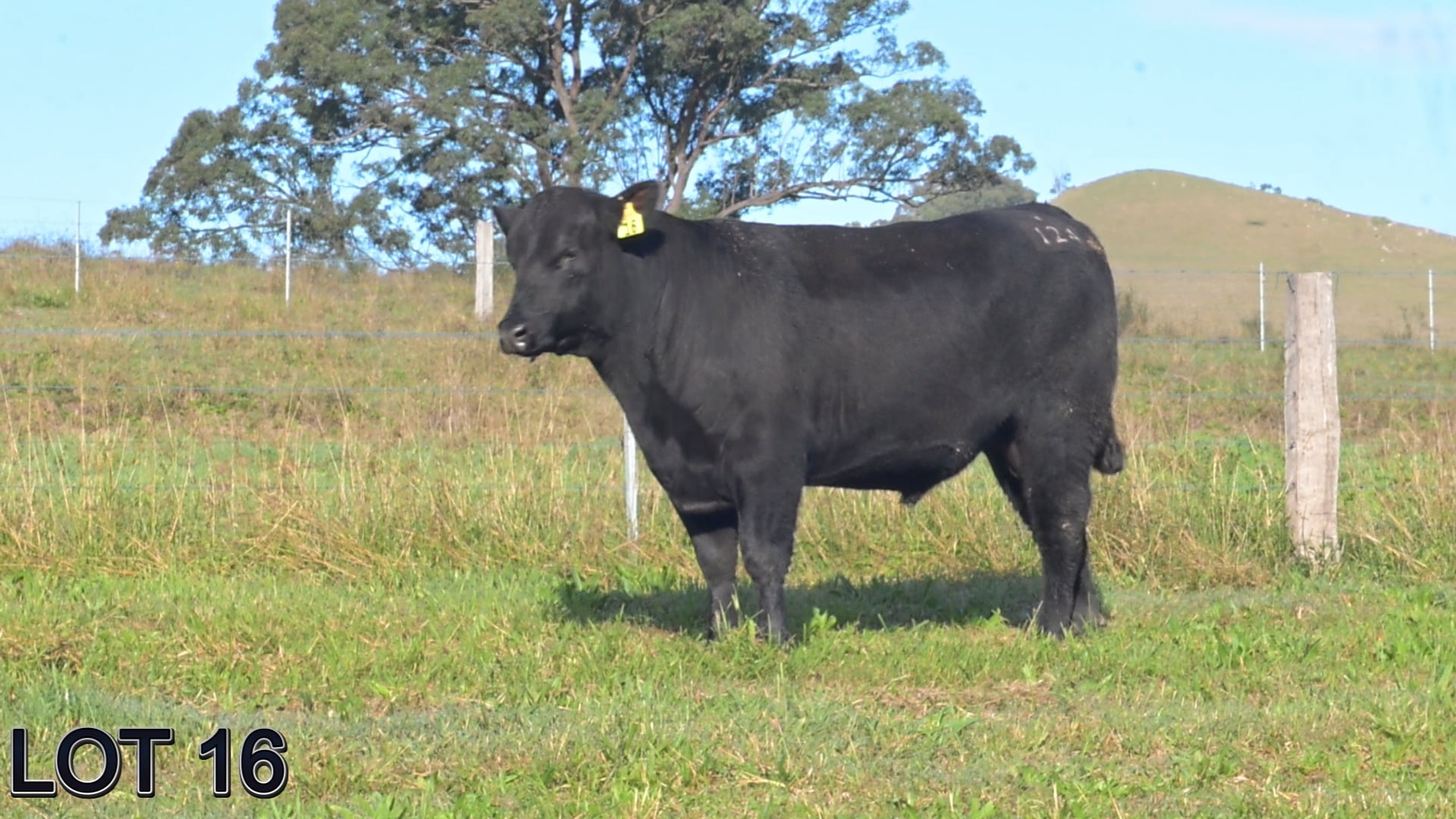 Sugarloaf Stockman V124 (Sugarloaf Angus)