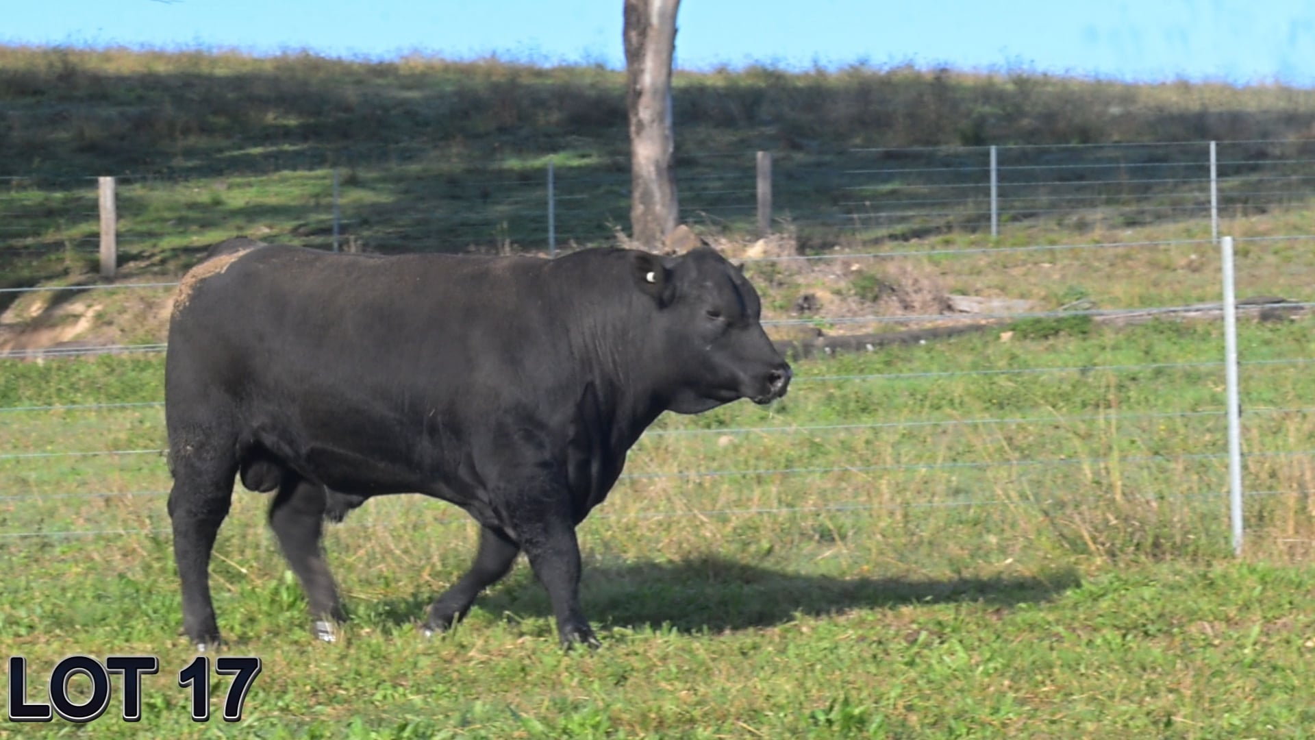017 · SUGARLOAF HERO V87 (SUGARLOAF ANGUS)