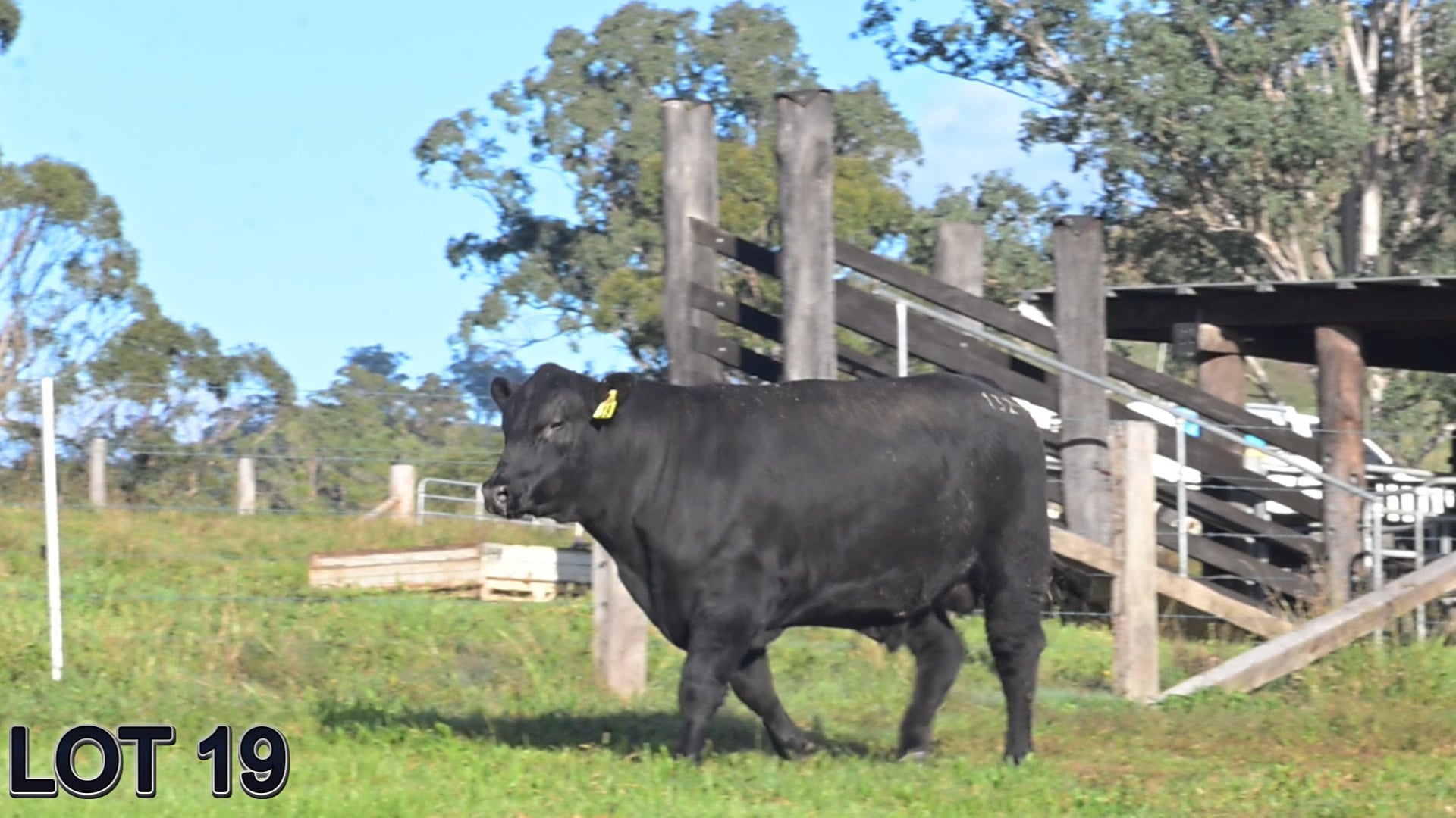 019 · SUGARLOAF STOCKMAN V132 (SUGARLOAF ANGUS)