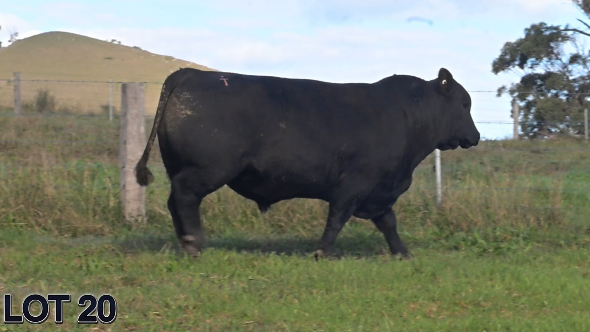 020 · SUGARLOAF DUKE V65 (SUGARLOAF ANGUS)