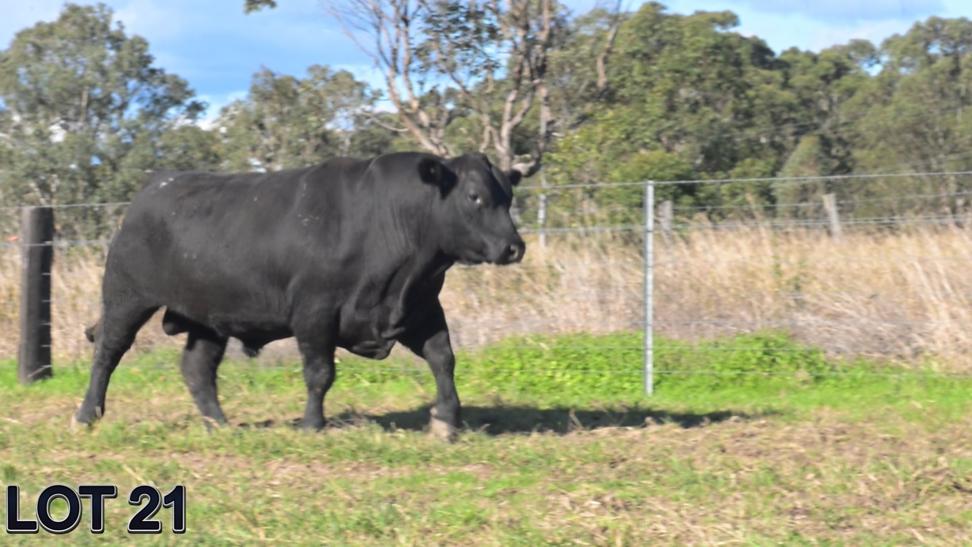 021 · SUGARLOAF STOCKMAN V45 (SUGARLOAF ANGUS)