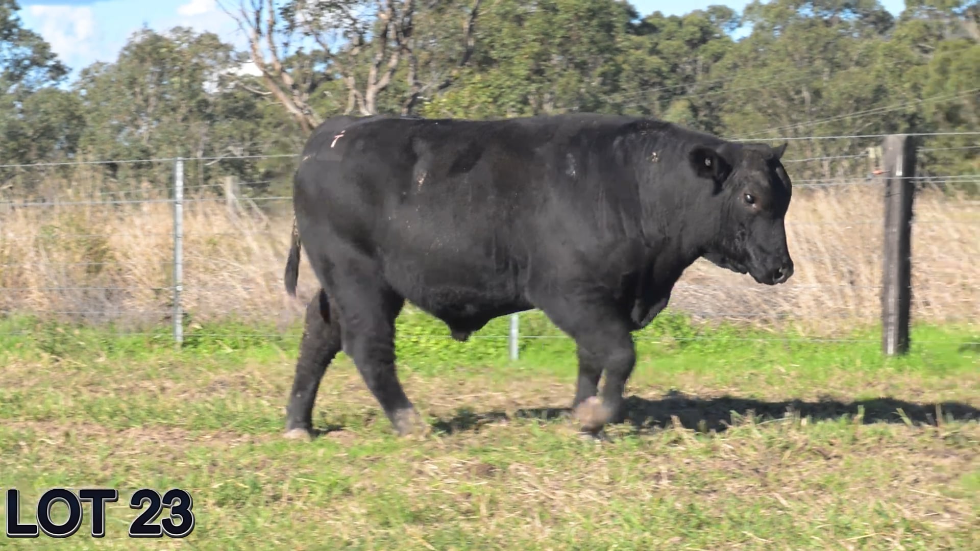 023 · SUGARLOAF ROB ROY V125 (SUGARLOAF ANGUS)