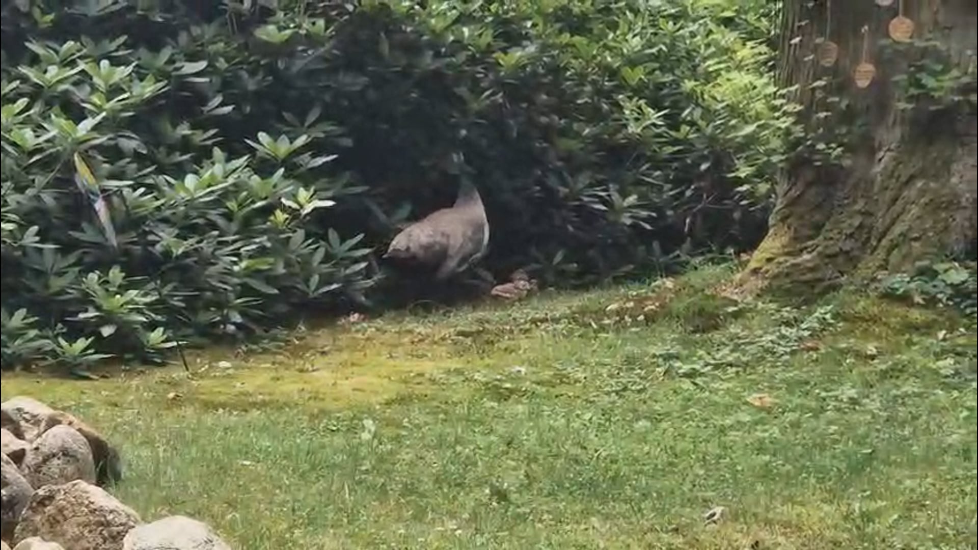 Pauw met kleintjes in Nieuw-Roden