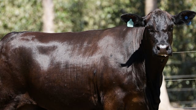 Lote 29