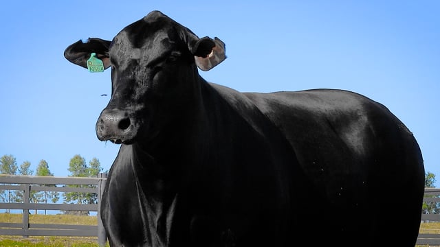 Lote 30