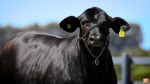 Lote 35