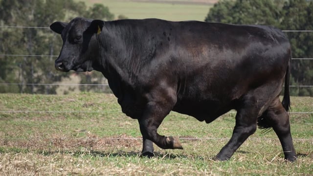 Lote 37